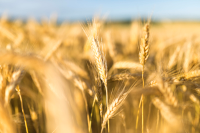 Nos savons ménagers